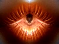 <b>Untitled</b> - (Pulsars) / color photograph / 22x29 cm / edition: 3 and 2 a.p. / 2004