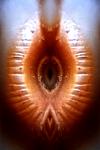 <b>Untitled</b> - (Pulsars) / color photograph / 24x16 cm / edition: 3 and 2a.p. / 2004