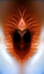 <b>Untitled</b> - (Pulsars) / color photograph / 30x18 cm / edition: 3 and 2 a.p. / 2004
