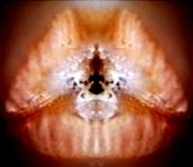 <b>Untitled</b> - (Pulsars) / color photograph / 31x36 cm / edition: 3 and 2 a.p. / 2004