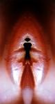 <b>Untitled</b> - (Pulsars) / color photograph / 26x14 cm / edition: 3 and 2 a.p. / 2004