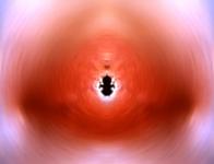 <b>Untitled</b> - (Pulsars) / color photograph / 16x21 cm / edition: 3 and 2 a.p. / 2004