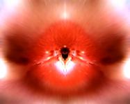 <b>Untitled</b> - (Pulsars) / color photograph / 36x45 cm / edition: 3 and 2 a.p. / 2004