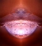 <b>Untitled</b> - (Pulsars) / color photograph / 20x18 cm / edition: 3 and 2 a.p. / 2004
