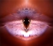 <b>Untitled</b> - (Pulsars) / color photograph / 26x30 cm / edition: 3 and 2 a.p. / 2004