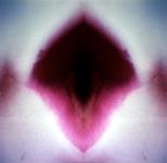 <b>Untitled</b> - (Pulsars) / color photograph / 35x36 cm / edition: 3 and 2 a.p. / 2004