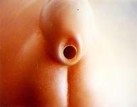 <b>Sans titre</b> - (Flashs) / photographie couleur / 38x48 cm / édition: 3 et 2 e.a. / 1998