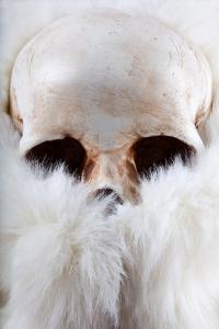 <b>Crâne à la fourrure</b> - photographie couleur, 45x30 cm, édition: 3 et 2 e.a., 2015