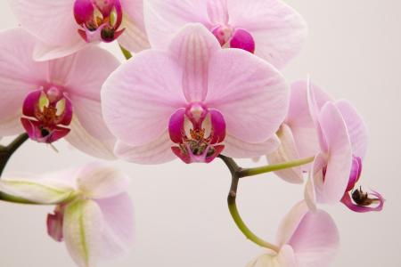 <b>Extase</b> - photographie couleur, 80x120 cm, édition: 3 et 2 e.a., 2010