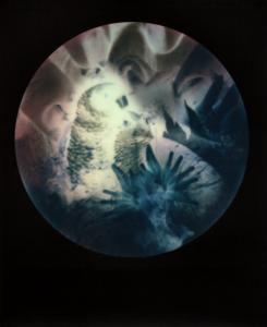 <b>Brutales curiosa</b> - color polaroid, 10,7x8,8 cm, single print, 2015-2016