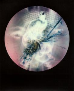 <b>Brutales curiosa</b> - color polaroid, 10,7x8,8 cm, single print, 2015-2016
