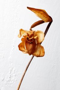 <b>Angélique</b> - color photograph, 150x100 cm, edition: 1 and 1 a.p., 2020