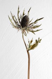 <b>Chloé</b> - color photograph, 150x100 cm, edition: 1 and 1 a.p., 2020