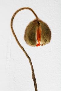 <b>Ophélie</b> - color photograph, 150x100 cm, edition: 1 and 1 a.p., 2020