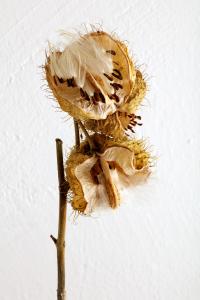 <b>Perrine</b> - color photograph, 150x100 cm, edition: 1 and 1 a.p., 2020