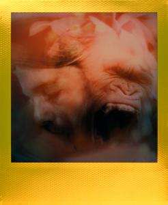<b>Golden ecstasy</b> - polaroid couleur, 10,7x8,8 cm, exemplaire unique, 2019-2020