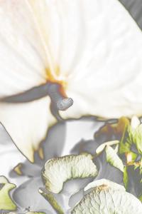 <b>Heliophilia borealis 01</b> - color photograph, 45x30 cm, edition: 3 and 2 a.p., 2022