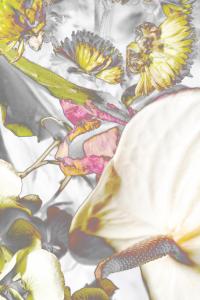 <b>Heliophilia borealis 02</b> - color photograph, 45x30 cm, edition: 3 and 2 a.p., 2022