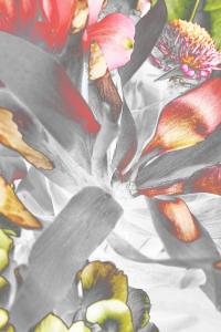 <b>Heliophilia borealis 03</b> - color photograph, 45x30 cm, edition: 3 and 2 a.p., 2022