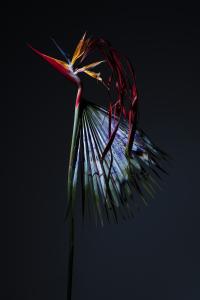 <b>Strelitzia 1</b> - color photograph, two formats 150x100 cm and 60x40 cm, edition: 3 and 2 a.p., collaboration with Stephane Margolis, 2020
