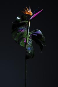 <b>Strelitzia 2</b> - color photograph, two formats 150x100 cm and 60x40 cm, edition: 3 and 2 a.p., collaboration with Stephane Margolis, 2020