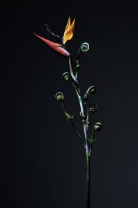 <b>Strelitzia 3</b> - color photograph, two formats 150x100 cm and 60x40 cm, edition: 3 and 2 a.p., collaboration with Stephane Margolis, 2020
