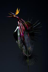 <b>Strelitzia 6</b> - color photograph, two formats 150x100 cm and 60x40 cm, edition: 3 and 2 a.p., collaboration with Stephane Margolis, 2020