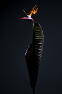 <b>Strelitzia 7</b> - color photograph, two formats 150x100 cm and 60x40 cm, edition: 3 and 2 a.p., collaboration with Stephane Margolis, 2020