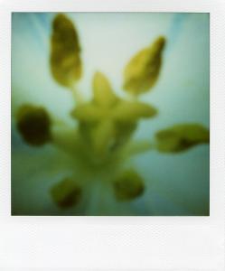 <b>The border</b> - color polaroid, 10,7x8,8 cm, single print, 2003-2007