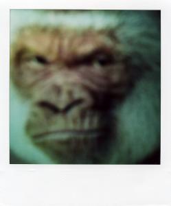 <b>The border</b> - color polaroid, 10,7x8,8 cm, single print, 2003-2007