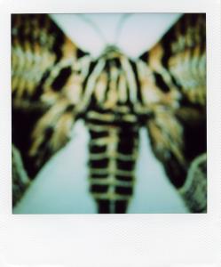 <b>The border</b> - color polaroid, 10,7x8,8 cm, single print, 2003-2007