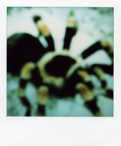 <b>The border</b> - color polaroid, 10,7x8,8 cm, single print, 2003-2007