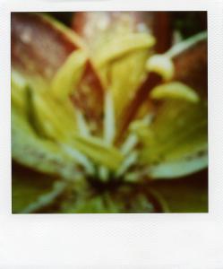 <b>The border</b> - color polaroid, 10,7x8,8 cm, single print, 2003-2007