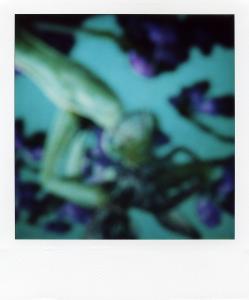 <b>The border</b> - color polaroid, 10,7x8,8 cm, single print, 2003-2007