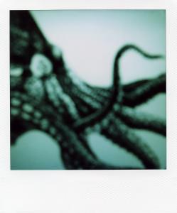 <b>The border</b> - color polaroid, 10,7x8,8 cm, single print, 2003-2007
