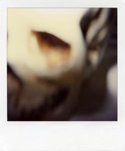 <b>The border</b> - color polaroid, 10,7x8,8 cm, single print, 2003-2007