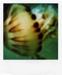 <b>The border</b> - color polaroid, 10,7x8,8 cm, single print, 2003-2007