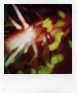 <b>The border</b> - color polaroid, 10,7x8,8 cm, single print, 2003-2007