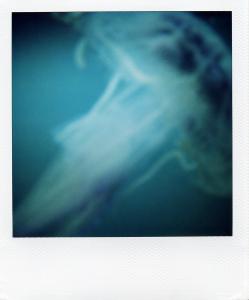 <b>The border</b> - color polaroid, 10,7x8,8 cm, single print, 2003-2007