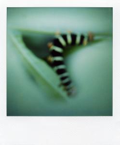 <b>The border</b> - color polaroid, 10,7x8,8 cm, single print, 2003-2007