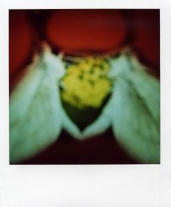 <b>The border</b> - color polaroid, 10,7x8,8 cm, single print, 2003-2007