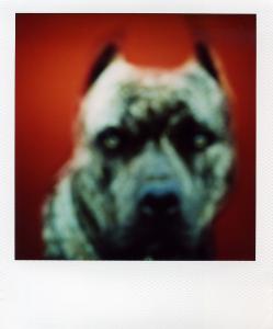 <b>The border</b> - color polaroid, 10,7x8,8 cm, single print, 2003-2007